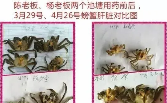 河蟹白肝花肝如何处理？