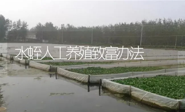 水蛭人工养殖致富办法 | 特种养殖