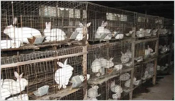 养兔常见的四个误区 | 动物养殖资料