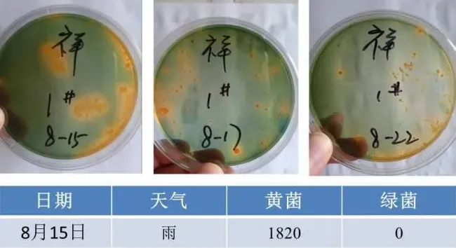 一个中造虾15口塘全部成功的对虾养殖户的弧菌防控经验