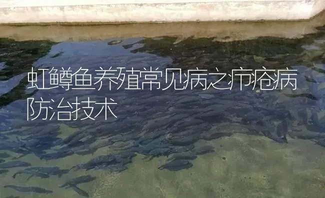 虹鳟鱼养殖常见病之疖疮病防治技术 | 淡水养殖