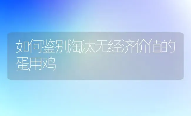 如何鉴别淘汰无经济价值的蛋用鸡 | 家禽养殖