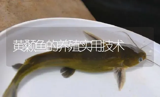 黄颡鱼的养殖实用技术 | 淡水养殖