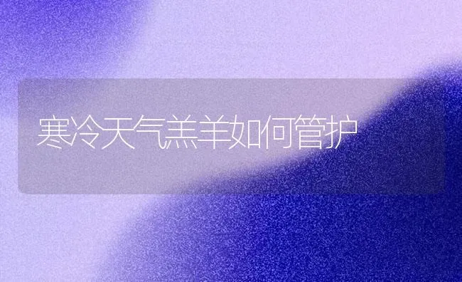 寒冷天气羔羊如何管护 | 家畜养殖