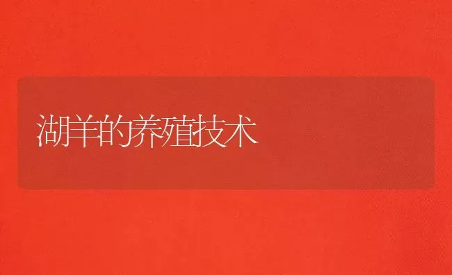 湖羊的养殖技术 | 家畜养殖