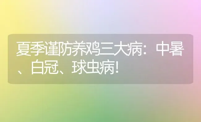 夏季谨防养鸡三大病：中暑、白冠、球虫病！ | 家禽养殖