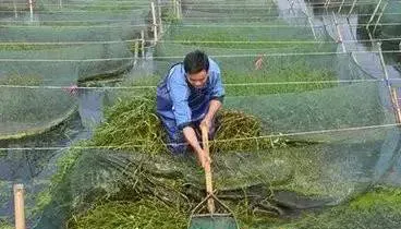 高温引起黄鳝的死亡，少量的加水换水没效果