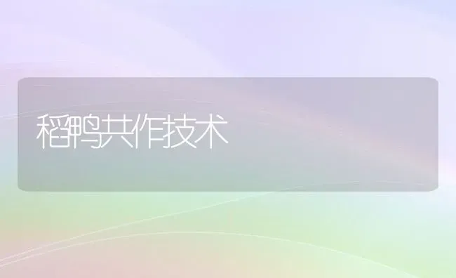 稻鸭共作技术 | 家禽养殖