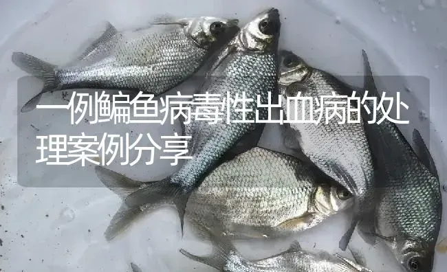 一例鳊鱼病毒性出血病的处理案例分享 | 淡水养殖