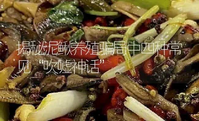 揭秘泥鳅养殖骗局中四种常见“吹嘘神话” | 淡水养殖