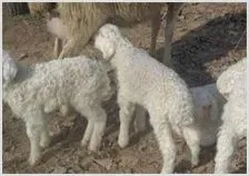 小尾寒羊养殖如何提高成活率 | 动物养殖技术
