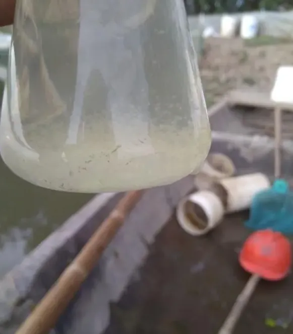 河蟹养殖为什么要定期肥水