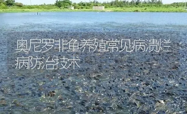 奥尼罗非鱼养殖常见病溃烂病防治技术 | 淡水养殖