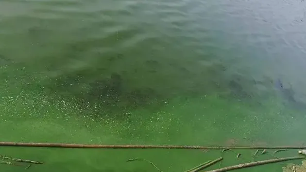 不同塘口环境河蟹翻倍率图片对比以及蓝藻处理方案