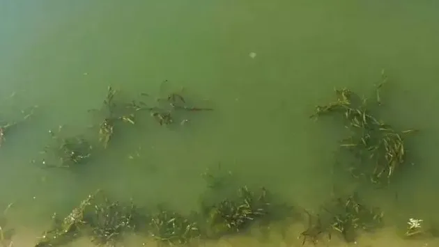 不同塘口环境河蟹翻倍率图片对比以及蓝藻处理方案