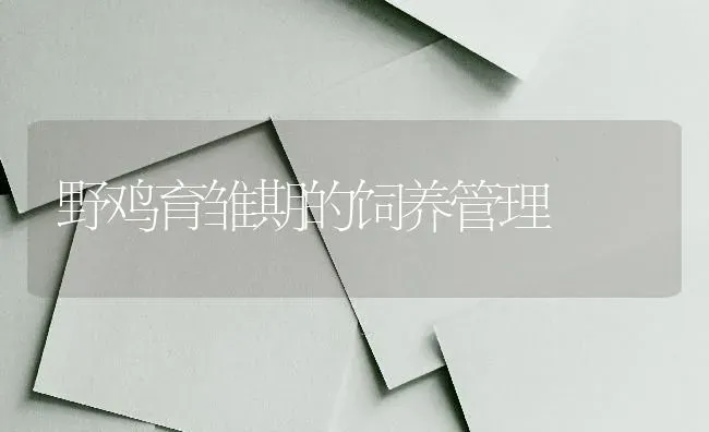 野鸡育雏期的饲养管理 | 家禽养殖
