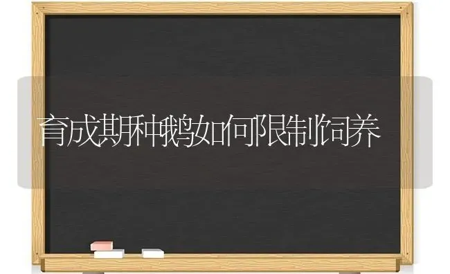 育成期种鹅如何限制饲养 | 家禽养殖