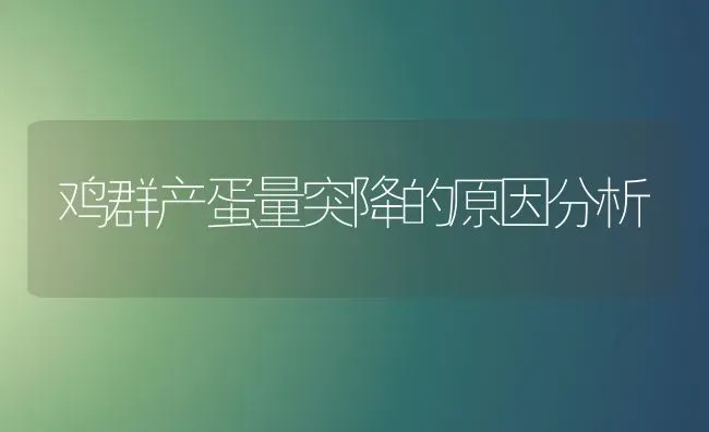 鸡群产蛋量突降的原因分析 | 家禽养殖