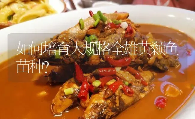 如何培育大规格全雄黄颡鱼苗种？ | 淡水养殖
