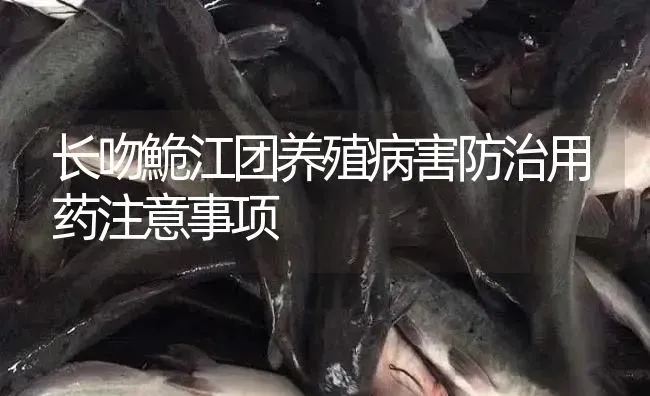 长吻鮠江团养殖病害防治用药注意事项 | 养殖病虫害防治