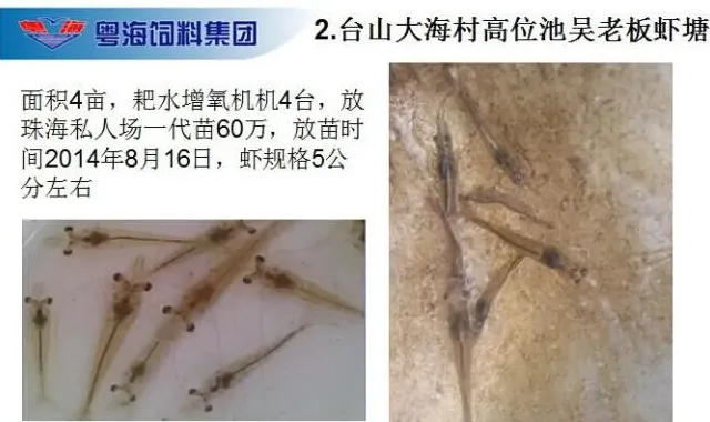 粤海五黄精华液在南美白对虾转肝期的护理案例分享