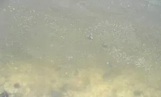 华中地区池塘里常见八种不良水质的处理方法