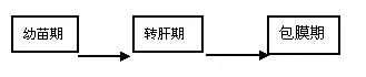 南美白对虾养殖过程中要保肝护肝，你知道多少？