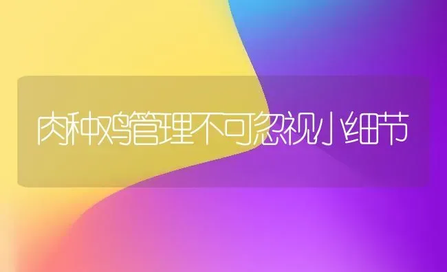 肉种鸡管理不可忽视小细节 | 家禽养殖