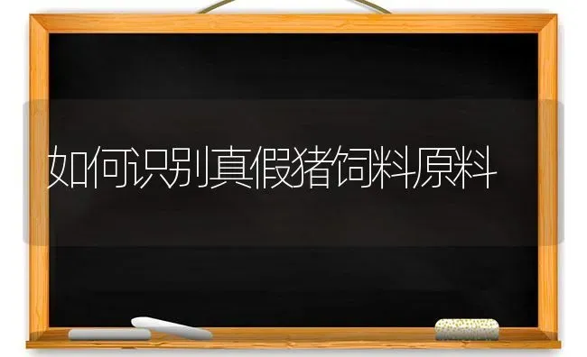 如何识别真假猪饲料原料 | 家畜养殖