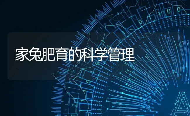 家兔肥育的科学管理 | 家畜养殖