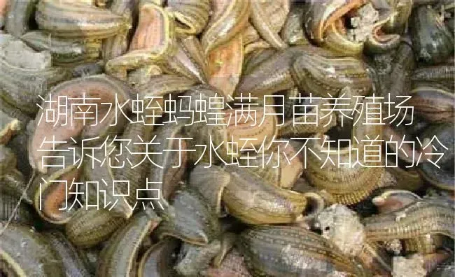 湖南水蛭蚂蝗满月苗养殖场告诉您关于水蛭你不知道的冷门知识点 | 特种养殖