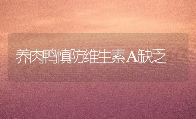 养肉鸭慎防维生素Ａ缺乏 | 家禽养殖