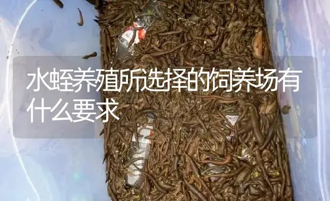水蛭养殖所选择的饲养场有什么要求 | 特种养殖