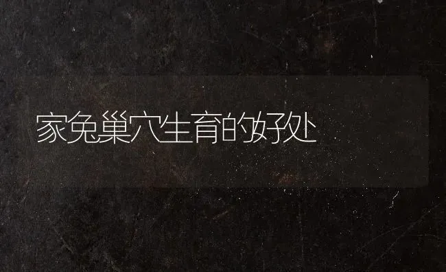 家兔巢穴生育的好处 | 家畜养殖