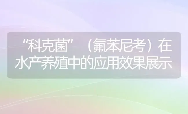 “科克菌”（氟苯尼考）在水产养殖中的应用效果展示 | 养殖病虫害防治