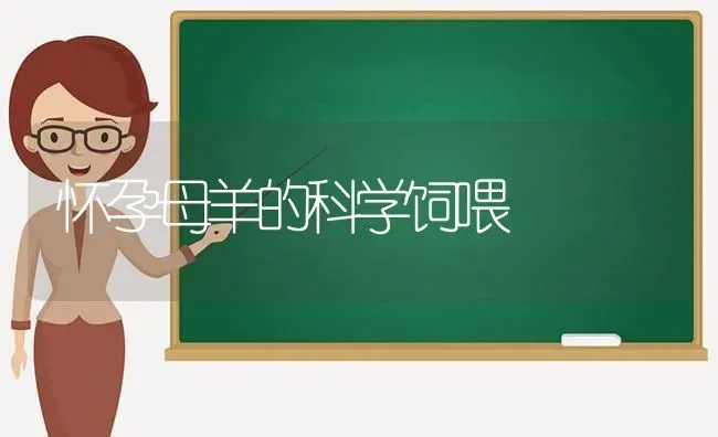 怀孕母羊的科学饲喂 | 家畜养殖