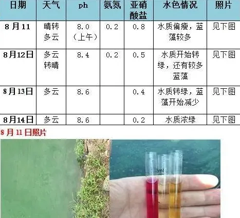 黄颡鱼塘水质偏瘦、亚硝酸高怎么办？