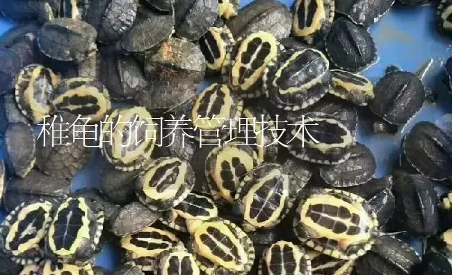 稚龟的饲养管理技术 | 淡水养殖