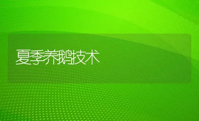 夏季养鹅技术 | 家禽养殖