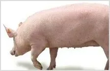 猪的生活习性和形态特征 | 动物饲养方法