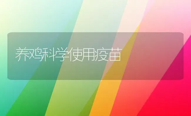 养鸡科学使用疫苗 | 家禽养殖