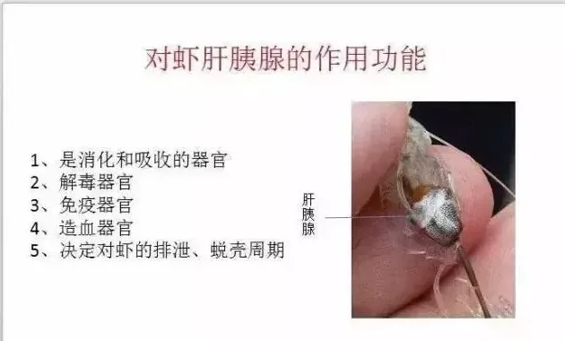 南美白对虾养殖过程中要保肝护肝，你知道多少？