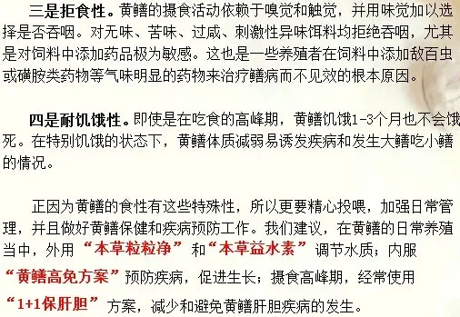 黄鳝的食性及生长介绍