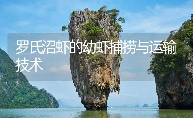 罗氏沼虾的幼虾捕捞与运输技术 | 海水养殖
