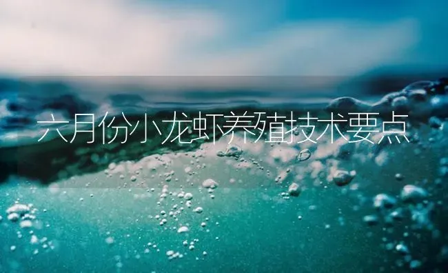 六月份小龙虾养殖技术要点 | 海水养殖