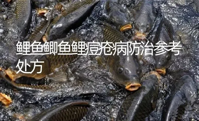 鲤鱼鲫鱼鲤痘疮病防治参考处方 | 淡水养殖