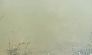 华中地区池塘里常见八种不良水质的处理方法