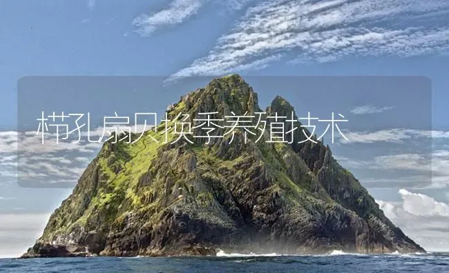 栉孔扇贝换季养殖技术 | 海水养殖