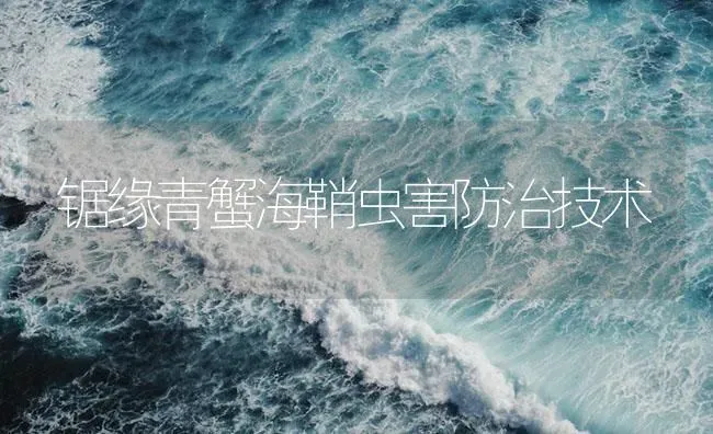 锯缘青蟹海鞘虫害防治技术 | 海水养殖