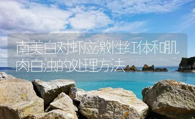 南美白对虾应激性红体和肌肉白浊的处理方法 | 海水养殖